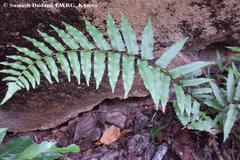 Diplazium esculentum